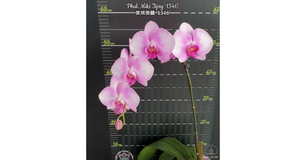 Phal. Miki Tipsy 1346-600x315.jpg